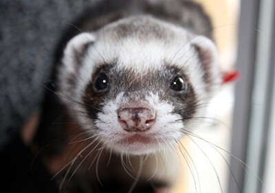 Ferret from Ainslie to Research