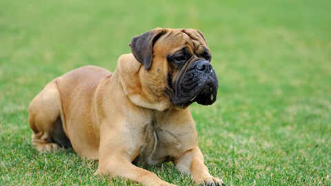 Mastiff from Fitzroy to Bondi Beach